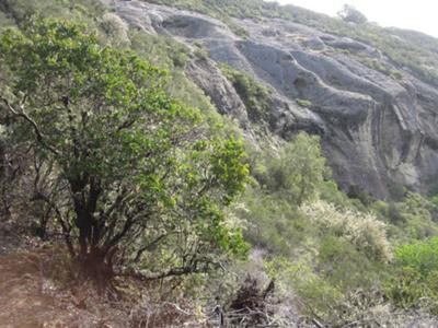 Manzanita trees